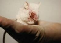 ”sperimentazione animale” nel XXI secolo